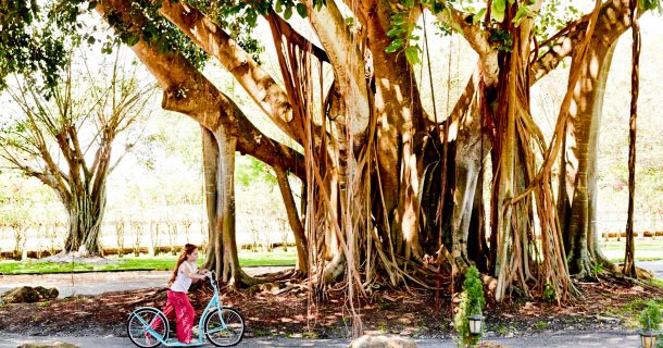 banyan tree in southern Florida