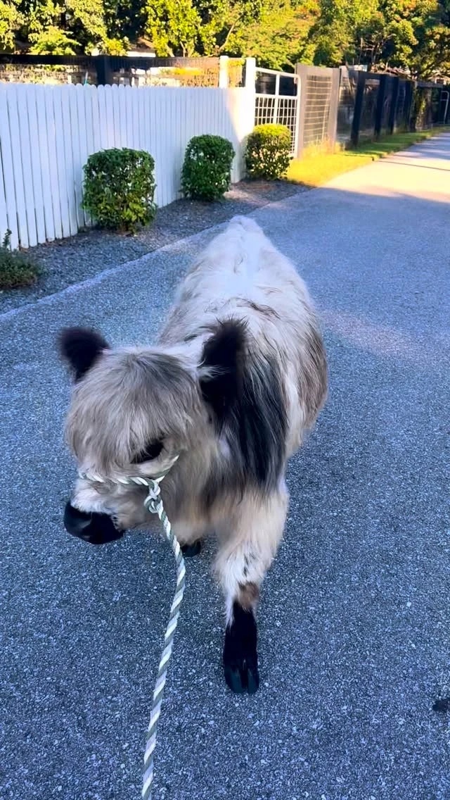 instagram gallery image