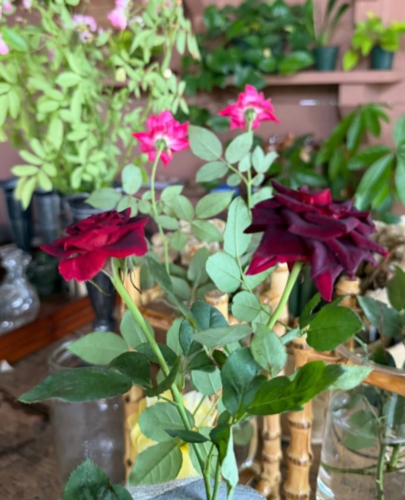 instagram gallery image