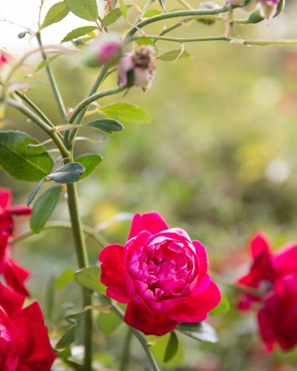 instagram gallery image