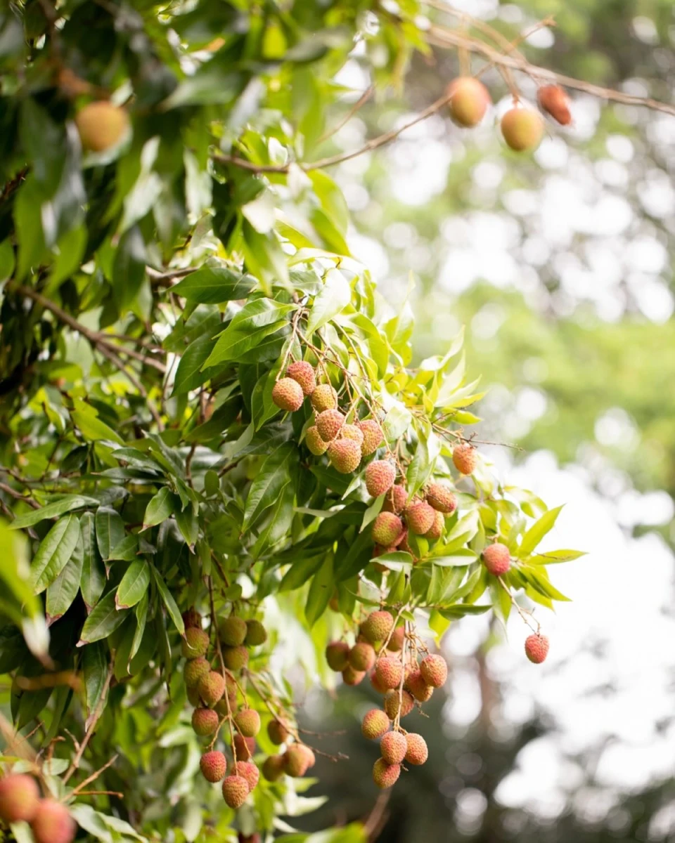 instagram gallery image