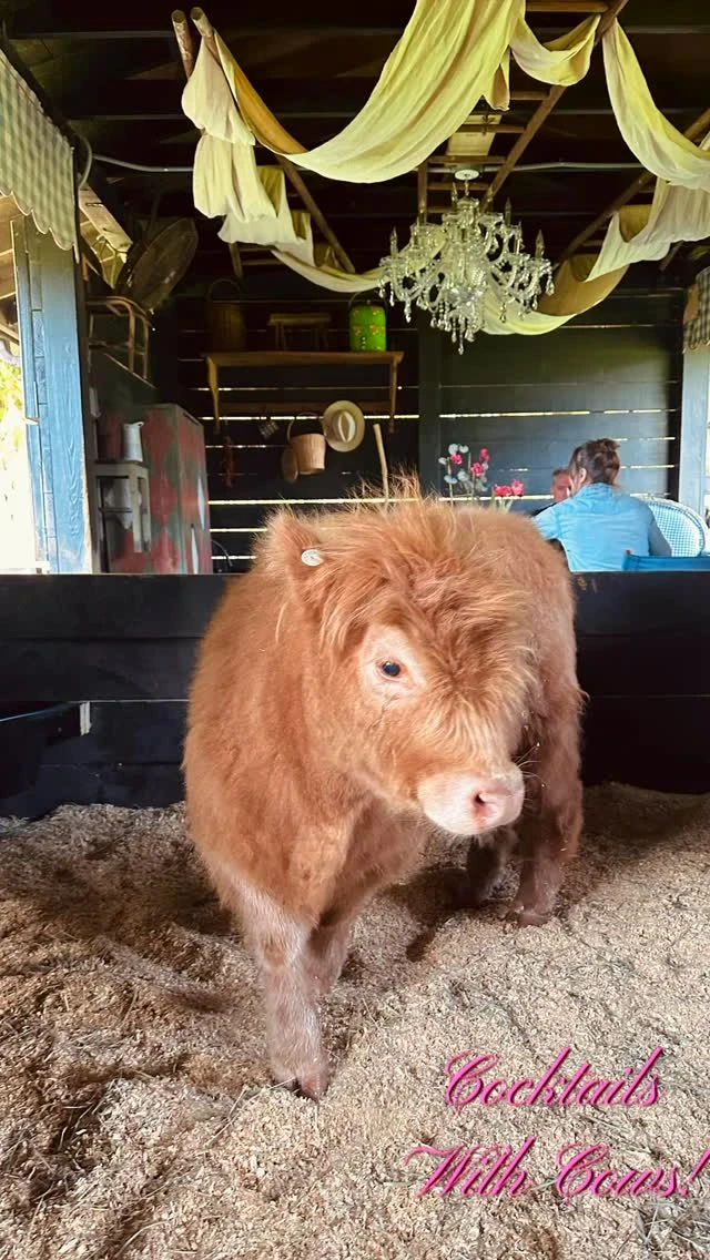 instagram gallery image