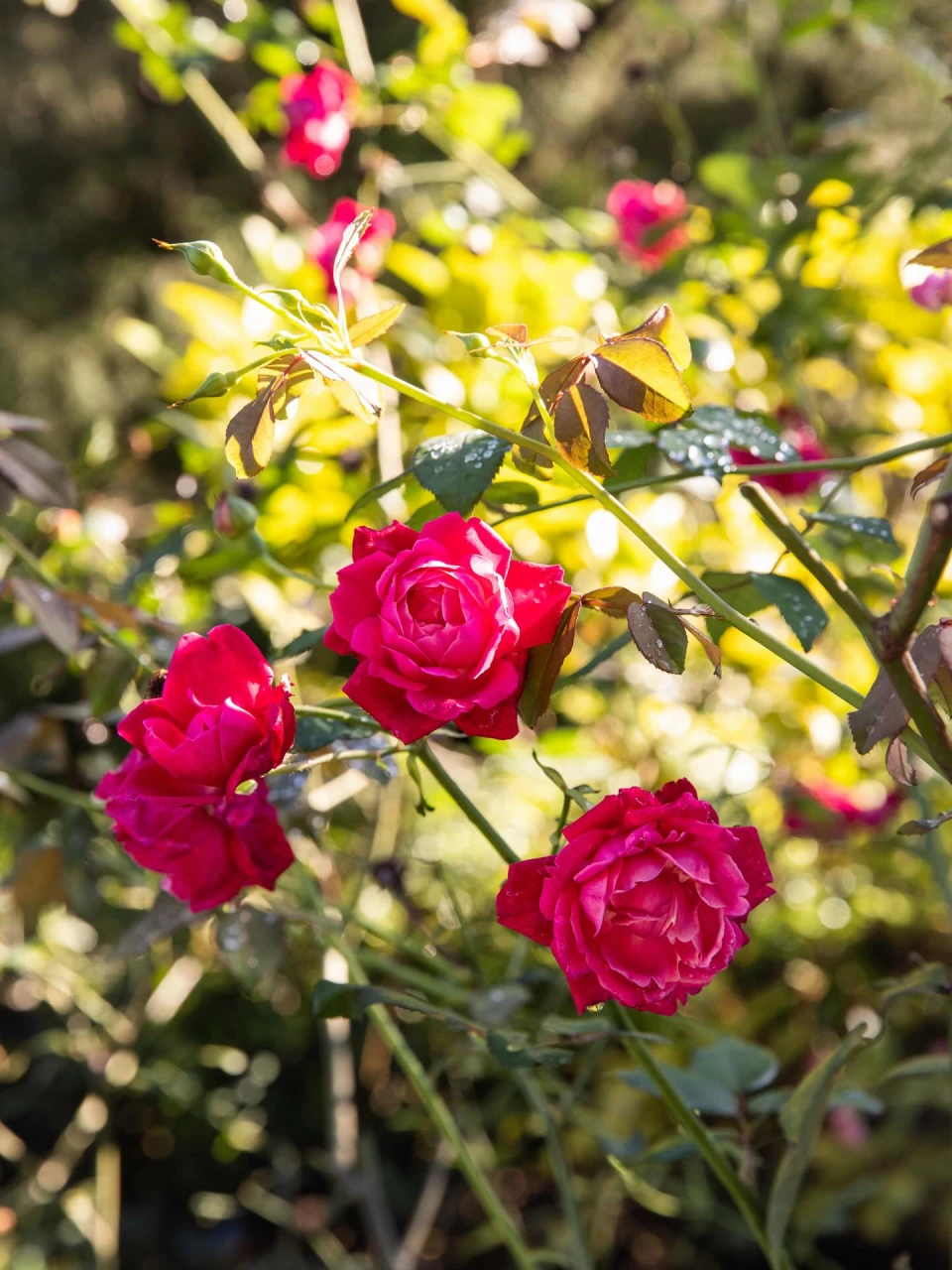 instagram gallery image