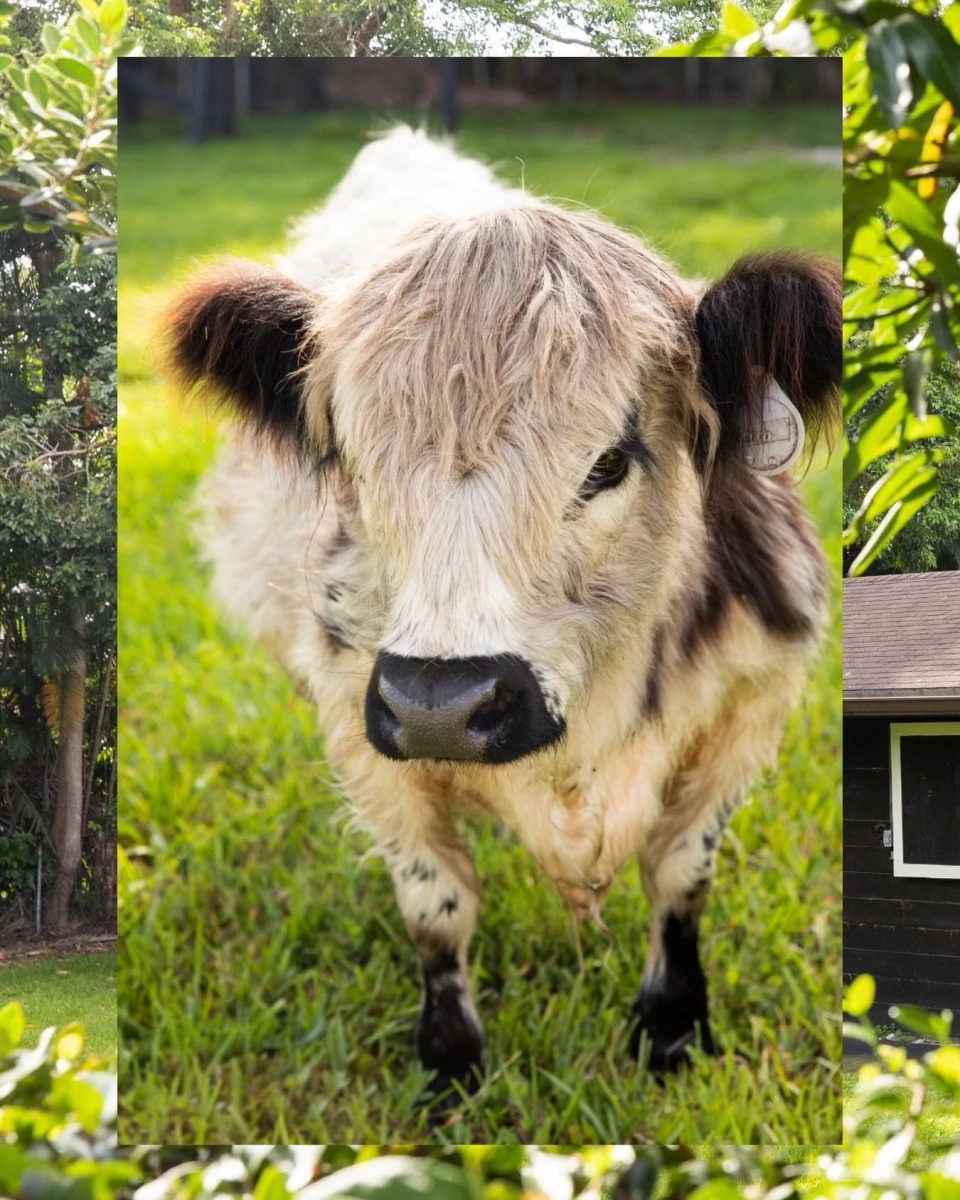 instagram gallery image