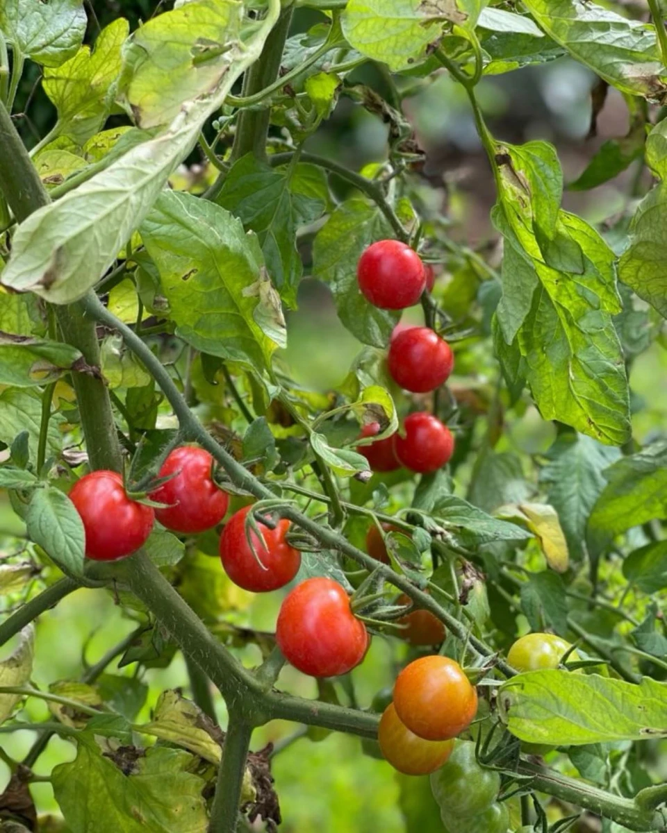 instagram gallery image